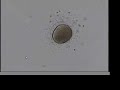 fertilization of sanddollar eggs fertilization of sanddollar eggs
