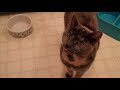 Amazing Cat and Dogs Sing Silent Night