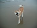 Akita Inu AKUMA corre sulla spiaggia, runs down the beach