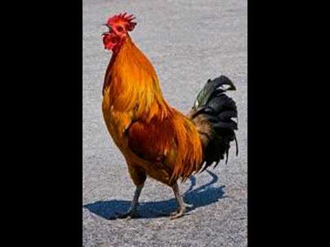 MANOK KO A WALAY (ILOCANO SONG)