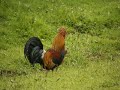 MANOK KO A WALAY (ILOCANO SONG) MANOK KO A WALAY (ILOCANO SONG)