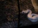 snake-kills-mouse-flock.html