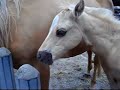 Ponyparkcity Collendoorn Ponyparkcity Collendoorn
