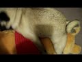 Brutus loves Pooh