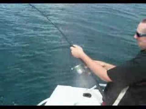 Mackerel Madness