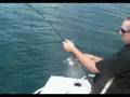 Mackerel Madness