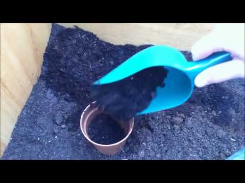 how to replant a wisteria