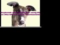 Animal Cruelty
