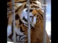 Circus Abuse, Its No Entertainment View Video