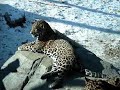 Playful Jaguars
