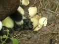 Muscovy Hen Hatching eggs 5/2004 Muscovy Hen Hatching eggs 5/2004