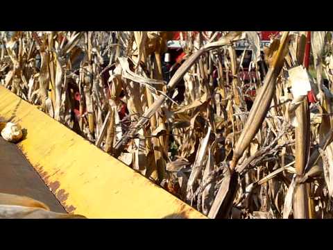 how to harvest popcorn