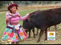 Torito Pinto\