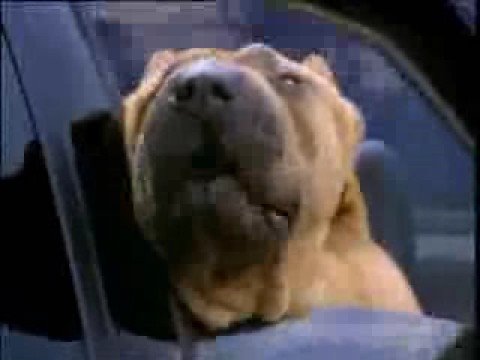 Watch 'Шарпей в рекламе Audi'
