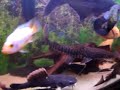 pirarara e pangassius atacando!!!