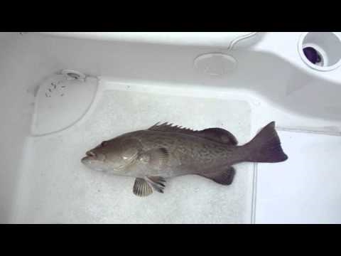 Labor day part # 4 now we have Gag grouper!!