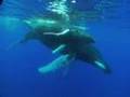 Sounds-of-Humpback-w