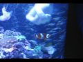 RaysBadGirlClownBitingMrCob.avi