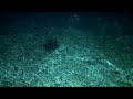 Tens of millions of brittlestars living arm tip to arm tip were observed catching passing food by Census censeam researchers aboard the RV Tanagaroa on a month-long voyage to survey the Macquarie Ridge. Dubbed 