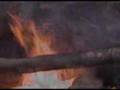 Puerco - Farriol