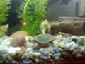terrapins swimming