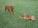 RHODESIAN PLAYING (MAMBA)