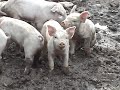 Piglets