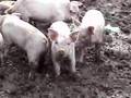Piglets