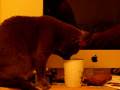 Tomcat is drinking water out of the cup. Котик пьет воду из кружки.