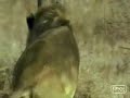 Lion Kills Leopard
