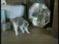 videos de Funny cats[1].avi