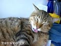cat the stop! 「ツネオテレビ」