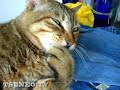 cat the stop! 「ツネオテレビ」