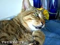 cat the stop! 「ツネオテレビ」