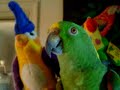 Show Off! Show Off!