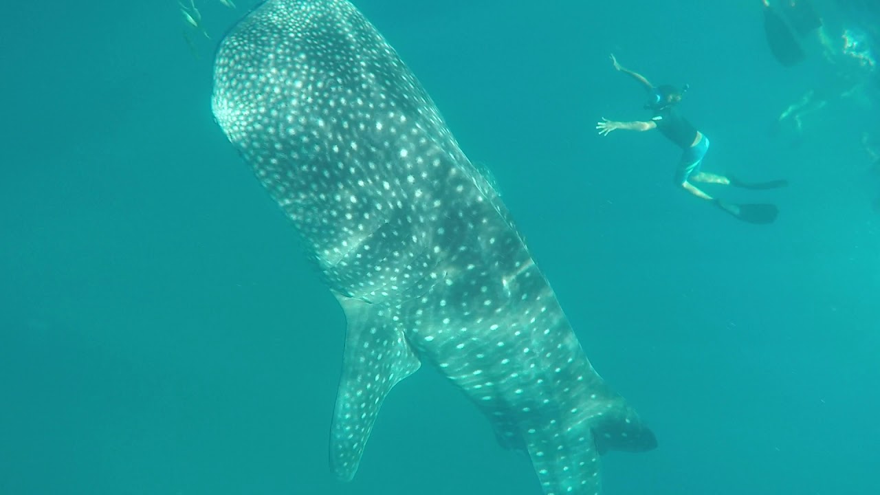 Mozambique Big 5 Episode 5: The Whale Shark