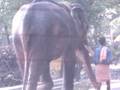 videos de Cochin- Elephant on street