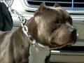 videos de American Bullies
