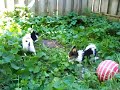 Papillons playing rough and tumble