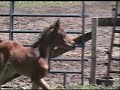 Selket Khaluah and 2007 filly