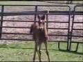 Selket Khaluah and 2007 filly