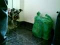 videos de Haciendo galletas cn lentejas (parte 2)