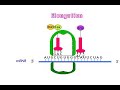 Citologia Sintesis Proteinas Animacion