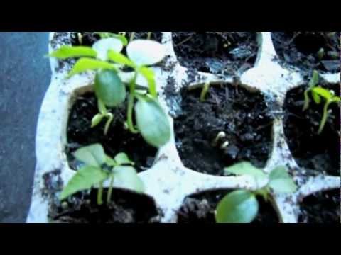 how to harvest papaya seeds