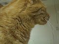 085961 Christmas.MP4