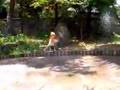 打ち水動画5