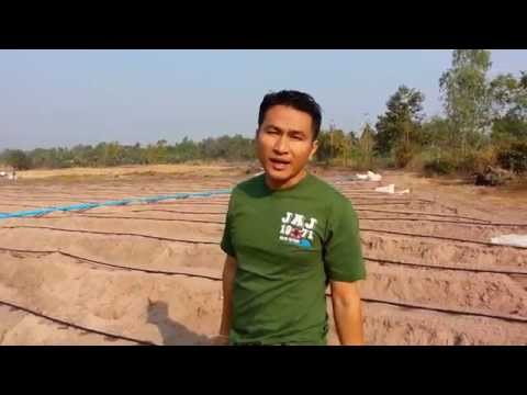 ระบบน้ำหยด - ดูคลิป การปลูกมันสำปะหลังตอน 2 http://www.youtube.com/watch?v=0zKa-dwlg3Q โดยทีมงาน คนสร้างมัน WEB SITE : www.คนสร้างมัน.com...