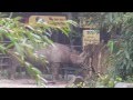 Asian Elephant Temple - Aquarium - Penguins ...