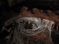 P Ornata eggsac - preparing the sac!!