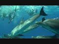Swimming with wild dolphins